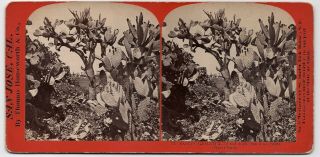 San Jose Ca Cactus Gigantea By Houseworth 1860s Santa Clara County Stereoview Sv