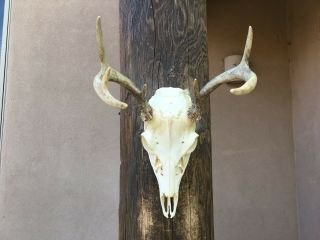 Whitetail Deer Skull 7 Point Professionally Cleaned,  Antlers,  Buck Horn