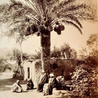 1880s Zangaki Cabinet Photo Cairo Egypt? Collecting Harvested Dates