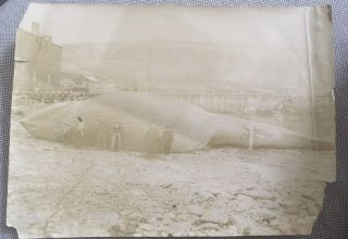 Antique Photo - Group Of People Posing With A Beached Whale - Albumen Circa 1880s