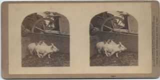 Pigs In A Pigpen By John P.  Soule Boston Ma 1871 Stereoview Farms Farming Sv