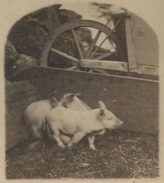 Pigs in a Pigpen by John P.  Soule Boston MA 1871 Stereoview Farms Farming SV 2