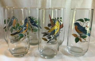 Vintage Assorted Birds Clear Gold Rimmed Drinking Glass Tumbler Set Of 6