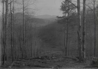 Cutting Trees For Rural Road Carolina Early 1900 6.  5 " X8.  5 " Glass Plate Negative