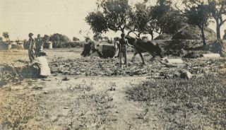 1914 " Harturn " ?,  China Photograph On Road To Summer Palace,  Chinese Farming