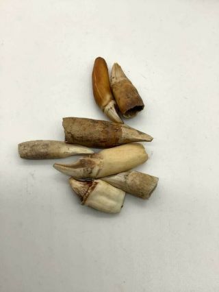 Ancient Inuit Eskimo Aleut Alaska Bone Tooth Jewelry Tool Artifact Tlingit