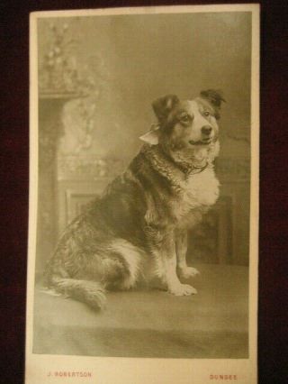 Rare Victorian Cdv Photograph Of A Dog
