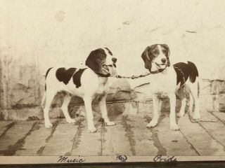 Antique Black & White Photo On Cardboard Vintage English Beagle Dogs 1800s Dogs