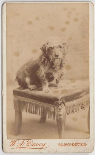 Dog Cdv Photo - A Small Dog On A Stool By W.  S.  Davey Of Gloucester