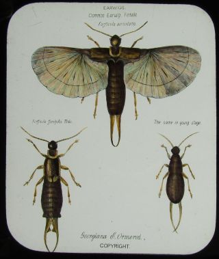 Glass Magic Lantern Slide Various Earwigs C1890 Victorian Insect Drawing