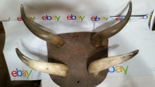 Primitive Rustic Cow Horn Hat/coat Rack