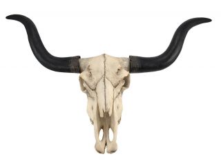 Zeckos Huge Long Horn Cow Skull Wall Hanging Longhorn Steer