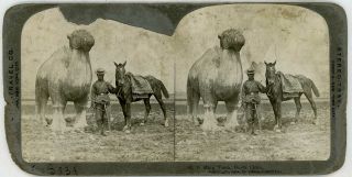 China Man W/ Sword & Horse By A Ming Tomb Stereoview 93 21725