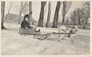 Boy In Homemade Box Sled " Palmolive Co.  Portland,  Or " - Pulled By Small White Dog