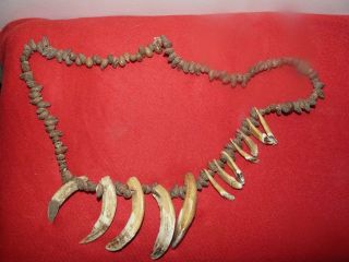 Urarina Peru Amazon Indian Peccary Tooth Necklace