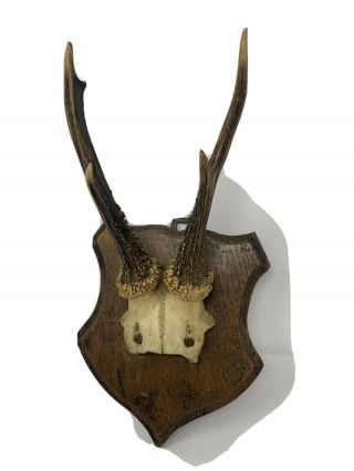Vintage Roe Deer One Pair Vintage Antlers Horn Taxidermy