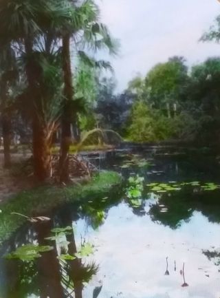 Mckee Jungle Gardens Water Lillies,  Vero Beach,  Florida,  Magic Lantern Glass Slide