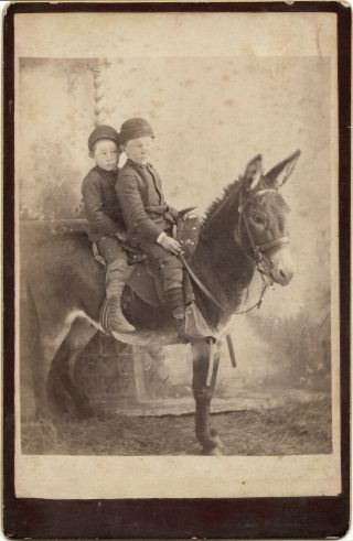 Two Little Boys Seated On A Mule.  Location And Photographer Unidentified.