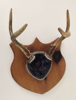 Vintage Deer Antler Mount On Wood Plaque Taxidermy Whitetail Horns
