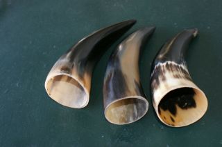 3 Polished Cow Horns Approx 7 Inches Long Craft Western Display,  Bull