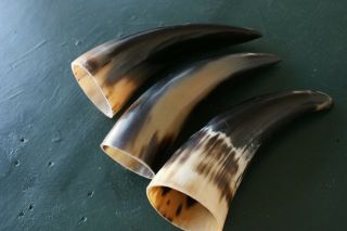3 polished Cow horns approx 7 inches long craft western display,  bull 3