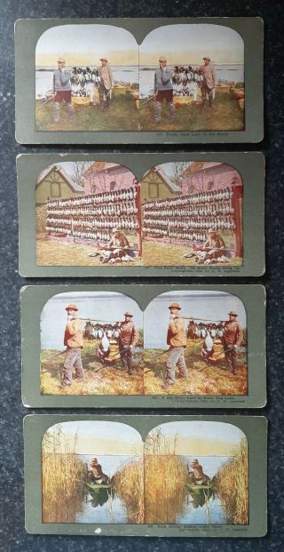 Vintage 1800s Stereoview Photographs Duck Hunting Decoy Set Of 4