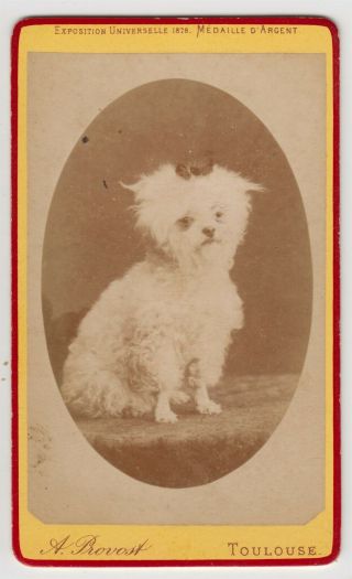 Dog Cdv Photo - A Small White Dog With A Bow By A.  Provost Of Toulouse