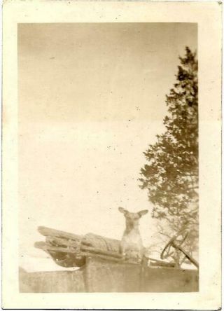 Vintage Photograph 3.  5 " X 2.  5 " Early Automobile With Dog