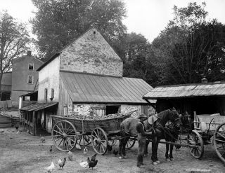 1900 - 1906 Farm Yard,  Germantown,  Pa Old Photo 8.  5 " X 11 " Reprint