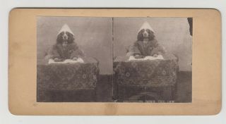 Stereoview Stereoscopic Card - Dressed Dog In Hat,  Coat,  Glasses,  Spaniel?