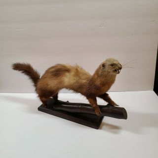 Vintage Taxidermy Full Mount Mink Weasel On Branch Or Log 17 " Long X 10 " Tall