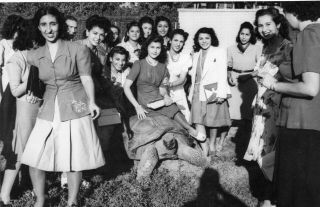 Egypt Vintage Photo.  Girls With A Turtle