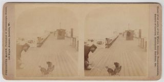 Norfolk Stereoview - Yarmouth And A View Of A Group Of Cats On The Pier