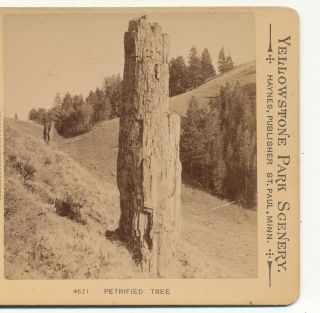 Petrified Tree Yellowstone Wy Fj Haynes Stereoview C1882