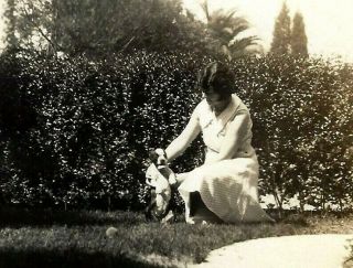 Vintage Dog Snapshot Photo Little Boston Terrier In The Garden W/ Special Friend