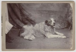Dog Cabinet Photo - A Large Dog Lying On The Floor By Percy Landon Of Watford
