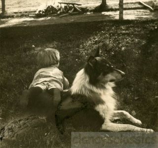 1908 Little Boy Laying In Grass With Collie Dog
