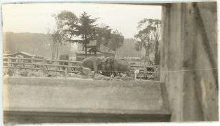 1937 Photo Ca California San Francisco View Of Elephants At The Zoo