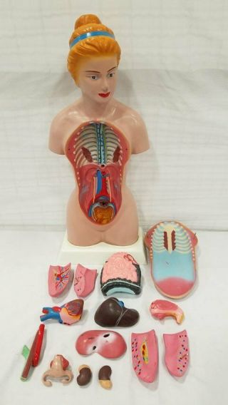 Vintage Hand Painted Anatomy Model