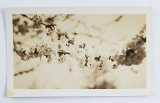 Vintage Photograph Tree Branches Of Cherry Blossoms