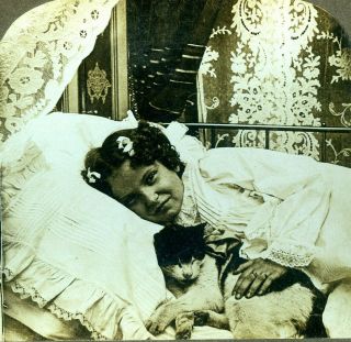 Stereoview Photo Little Girl Sleeping With Cat " Tabby And I Is Chums " C.  1901