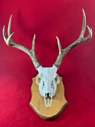 Vintage 8 Point Whitetail European Mount,  Deer Antlers With Skull Decor Man Cave