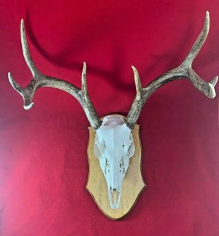Vintage 8 Point Whitetail European Mount,  Deer Antlers with Skull Decor Man Cave 2