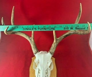 Vintage 8 Point Whitetail European Mount,  Deer Antlers with Skull Decor Man Cave 3