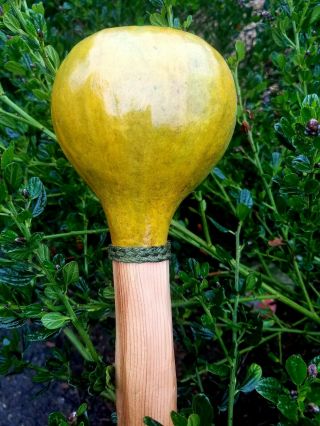 Native American Gourd Rattle (chinook)