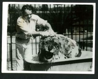 Vintage Bath Night At The Zoo,  Melvin Koontz Bath A Lion,  Press Photo Uk 1933