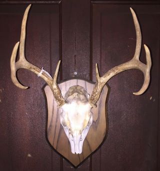 Vintage 8 Point Whitetail European Mount,  Deer Antlers With Skull Decor Man Cave