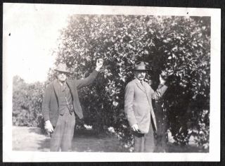 Vintage Photograph 1920 Picking Oranges Tree Los Angeles California Old Photo