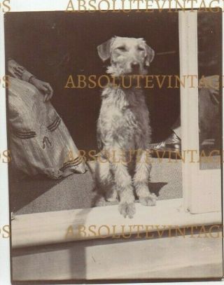Old Photograph Pet Long Legged Terrier Dog Breed ? Vintage 1903