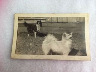 Vintage Photo 2 Dogs Black And White 1920 